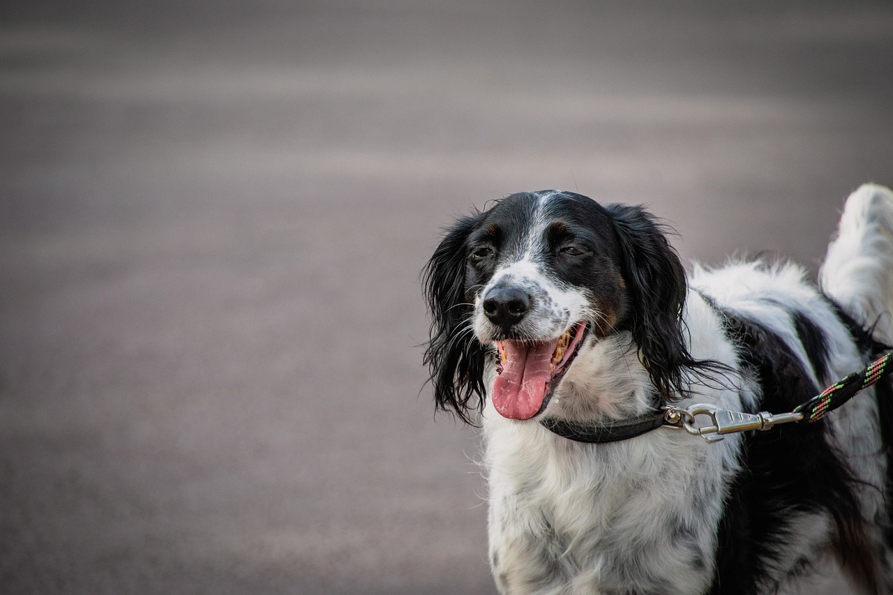 Tips for Feeding Large Breed Puppies